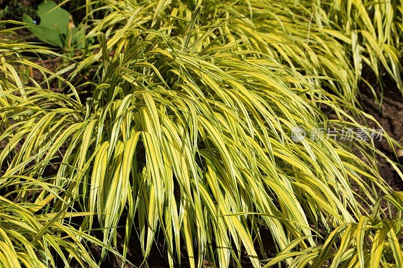 Hakonechloa macra草